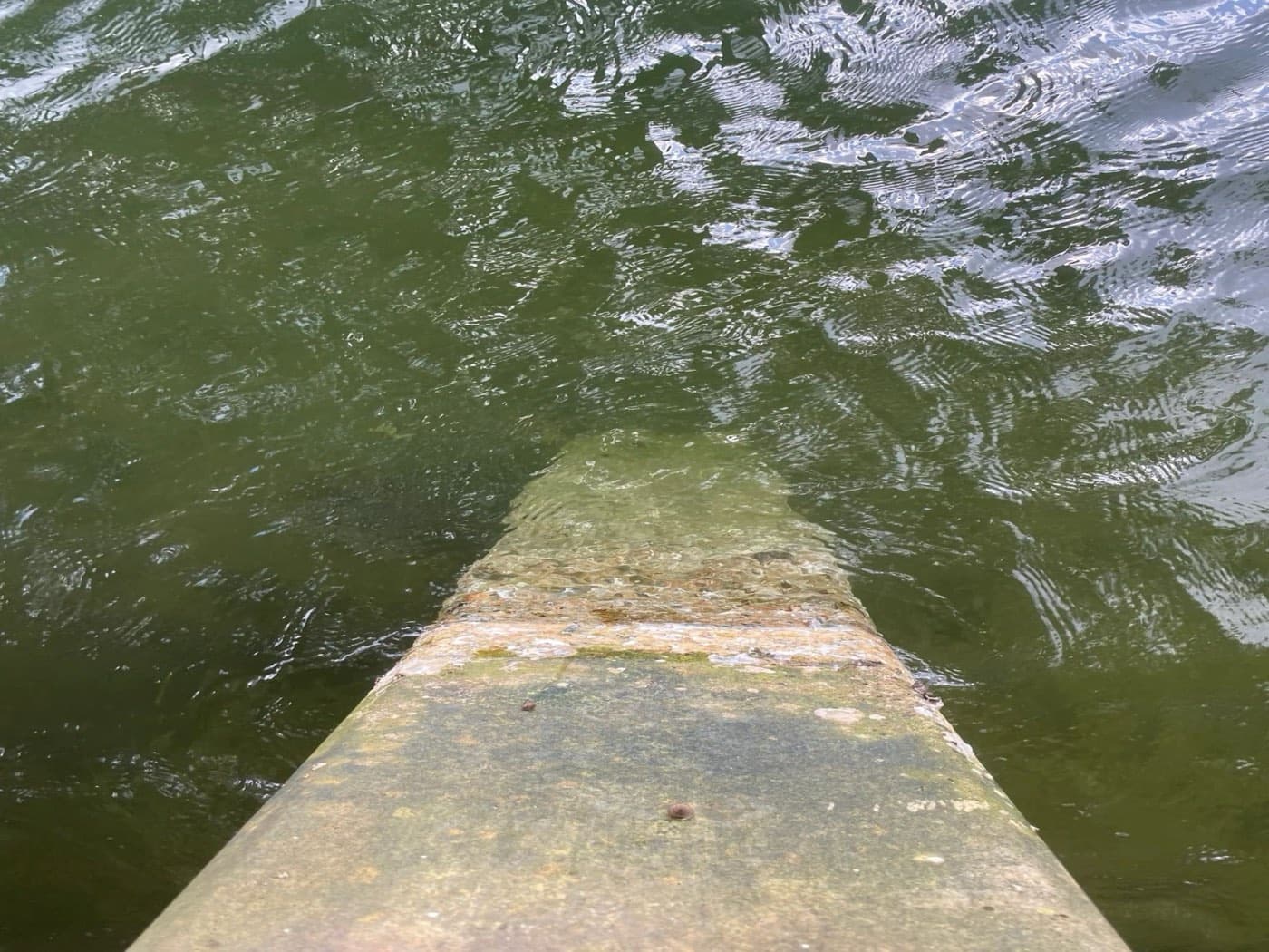 Wooden dock piling cleaned of barnacles, seen from above the water