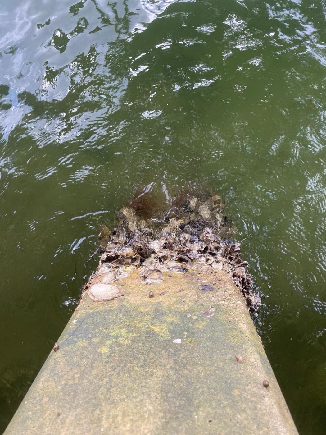 Before: top of a dock piling covered in barnacles and oysters