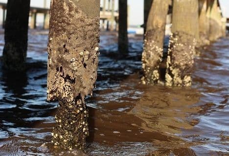 Dock pilings covered in barnacles and oysters before protection