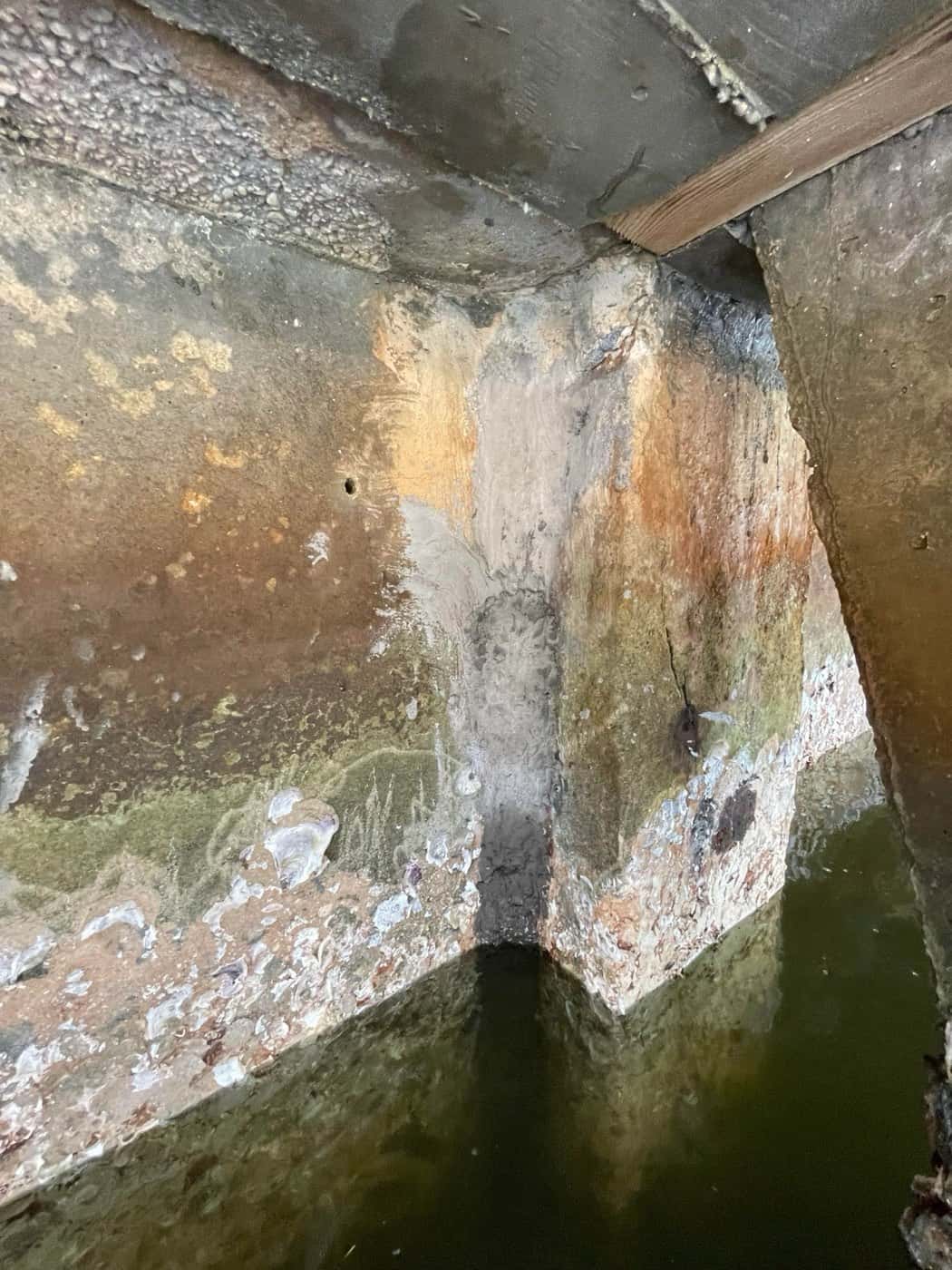 Concrete seawall and piling covered in marine growth